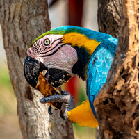 Cartagena Aviary