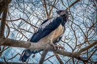 _JHX8802-Edit
