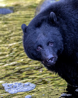Thorton Hatchery Bears